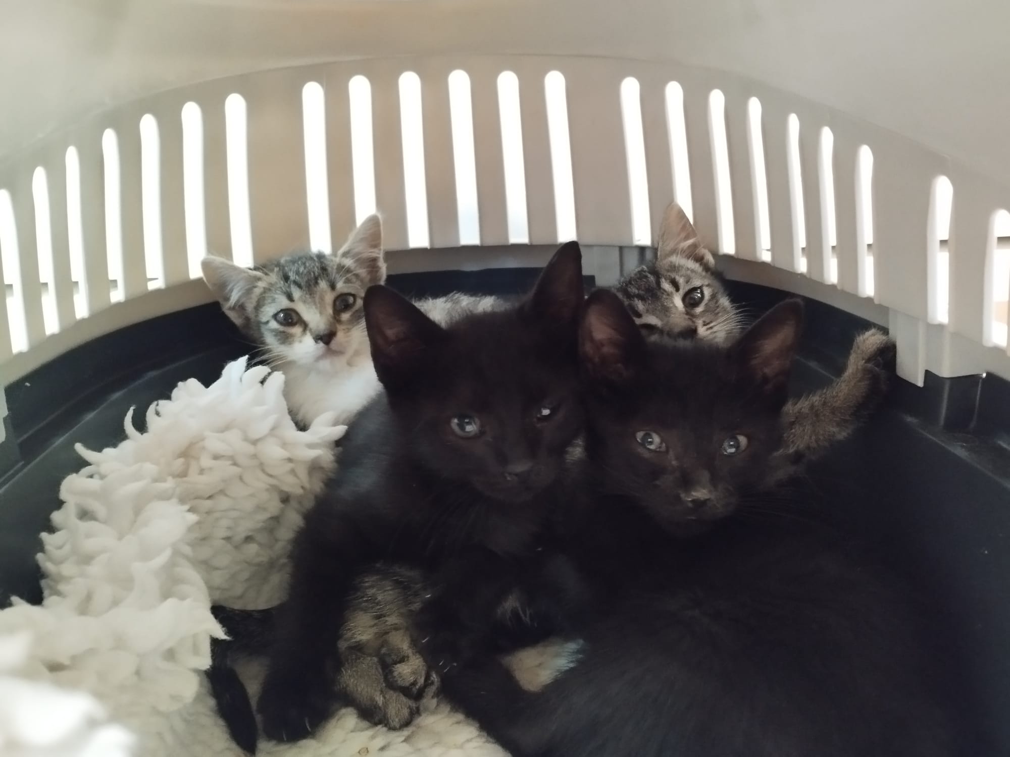 Lau Katu, busca adoptantes para 3 gatas y 2 gatos